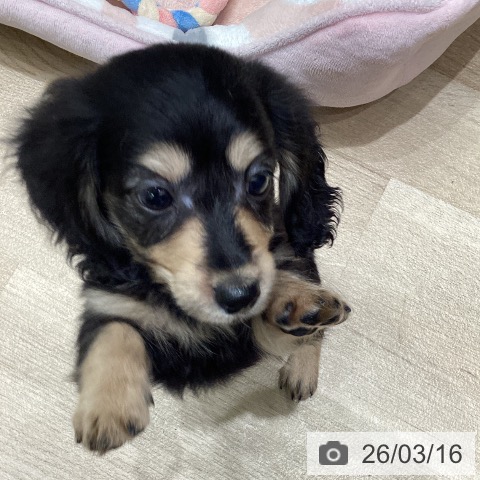 ミニチュア・ダックスフンドの写真