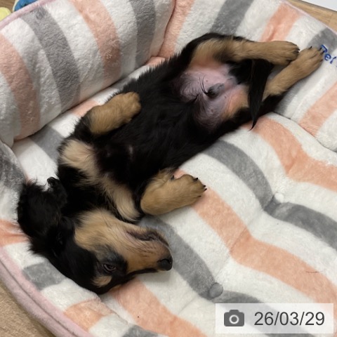 東京都のミニチュアダックスフンド(ロング) (ペットプラス 立川高島屋S.C.店/2026年1月10日生まれ/男の子/ブラックイエロー)の子犬の4枚目の画像