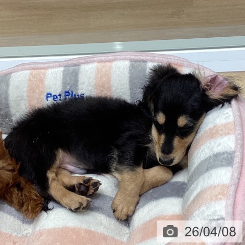 東京都のミニチュアダックスフンド(ロング) (ペットプラス 立川高島屋S.C.店/2026年1月10日生まれ/男の子/ブラックイエロー)の子犬の4枚目の画像