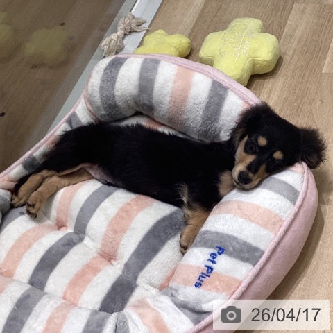 東京都のミニチュアダックスフンド(ロング) (ペットプラス 立川高島屋S.C.店/2026年1月10日生まれ/男の子/ブラックイエロー)の子犬の4枚目の画像