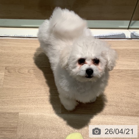 東京都のビションフリーゼ (ペットプラス 東久留米店/2026年1月7日生まれ/男の子/ホワイト)の子犬の3枚目の画像