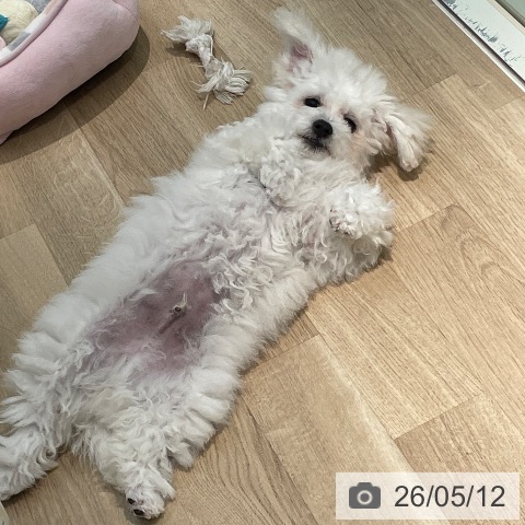 埼玉県のビションフリーゼ (ペットプラス 所沢店/2026年1月7日生まれ/男の子/ホワイト)の子犬の4枚目の画像