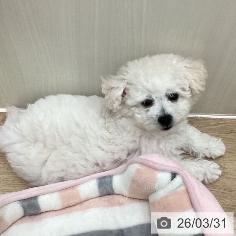 埼玉県のビションフリーゼ (ペットプラス 所沢店/2026年1月7日生まれ/男の子/ホワイト)の子犬の3枚目の画像