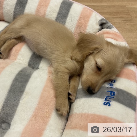 群馬県のミニチュアダックスフンド(ロング) (ペットプラス イオンモール太田店/2026年1月11日生まれ/女の子/イエロー)の子犬の4枚目の画像