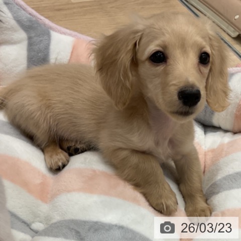 群馬県のミニチュアダックスフンド(ロング) (ペットプラス イオンモール太田店/2026年1月11日生まれ/女の子/イエロー)の子犬の3枚目の画像