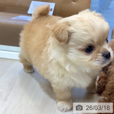 埼玉県のチワワ(ロング) (ペットプラス クレアモール川越店/2026年1月13日生まれ/男の子/クリームホワイト)の子犬の3枚目の画像