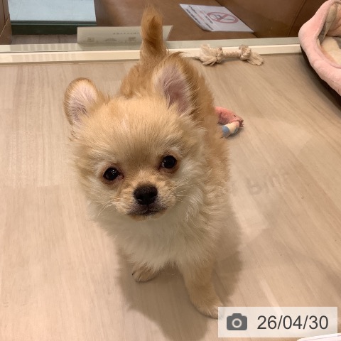 埼玉県のチワワ(ロング) (ペットプラス クレアモール川越店/2026年1月13日生まれ/男の子/クリームホワイト)の子犬の4枚目の画像