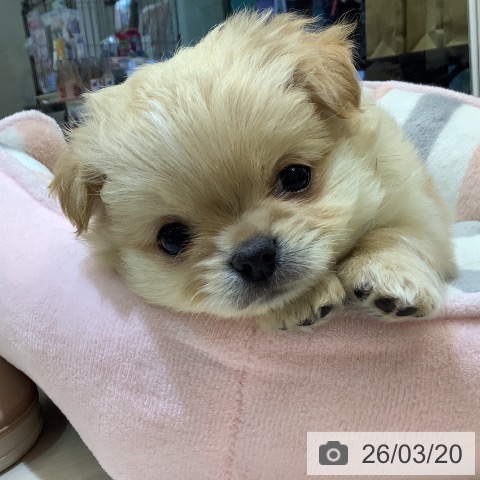 埼玉県のチワワ(ロング) (ペットプラス クレアモール川越店/2026年1月13日生まれ/男の子/クリームホワイト)の子犬の3枚目の画像