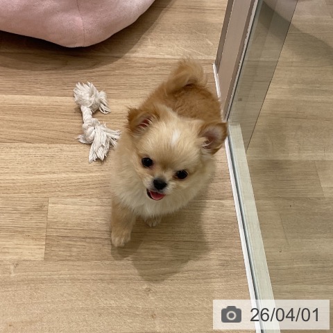 神奈川県のチワワ(ロング) (ペットプラス 天王町店/2026年1月13日生まれ/男の子/クリームホワイト)の子犬の3枚目の画像