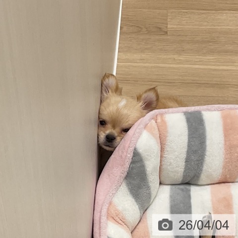 神奈川県のチワワ(ロング) (ペットプラス 天王町店/2026年1月13日生まれ/男の子/クリームホワイト)の子犬の3枚目の画像