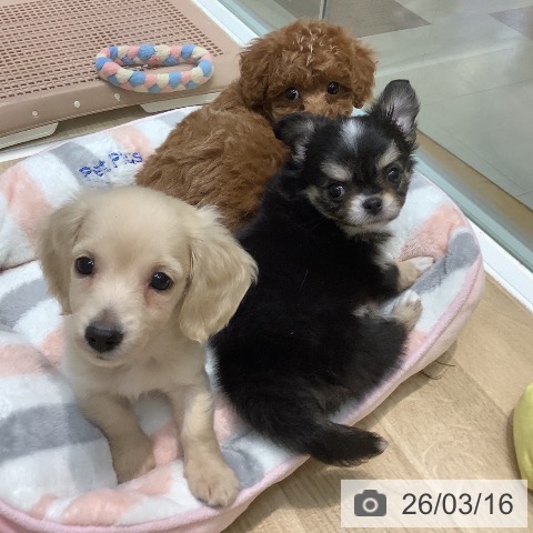 埼玉県のチワワ(ロング) (ペットプラス ららぽーと新三郷店/2026年1月9日生まれ/男の子/ブラックタンホワイト)の子犬の4枚目の画像