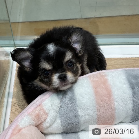 埼玉県のチワワ(ロング) (ペットプラス ららぽーと新三郷店/2026年1月9日生まれ/男の子/ブラックタンホワイト)の子犬の3枚目の画像