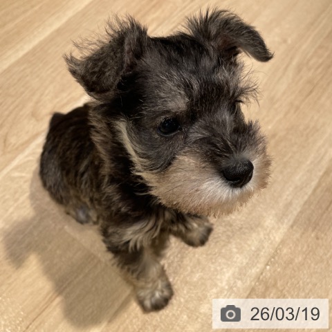 東京都のミニチュアシュナウザー (ペットプラス 東久留米店/2026年1月11日生まれ/女の子/ソルトペッパー)の子犬の4枚目の画像