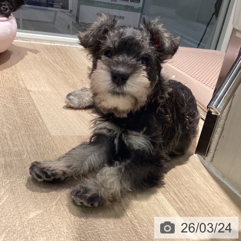 東京都のミニチュアシュナウザー (ペットプラス 東久留米店/2026年1月11日生まれ/女の子/ソルトペッパー)の子犬の3枚目の画像