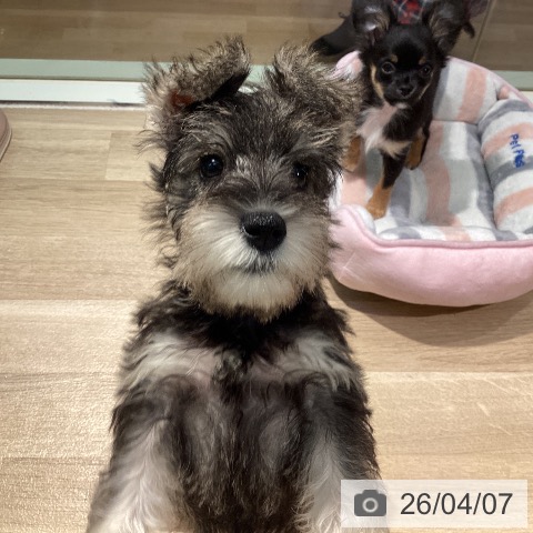 東京都のミニチュアシュナウザー (ペットプラス 東久留米店/2026年1月11日生まれ/女の子/ソルトペッパー)の子犬の3枚目の画像