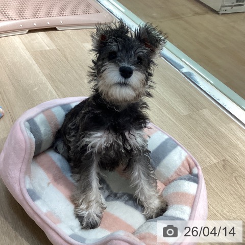 東京都のミニチュアシュナウザー (ペットプラス 東久留米店/2026年1月11日生まれ/女の子/ソルトペッパー)の子犬の3枚目の画像