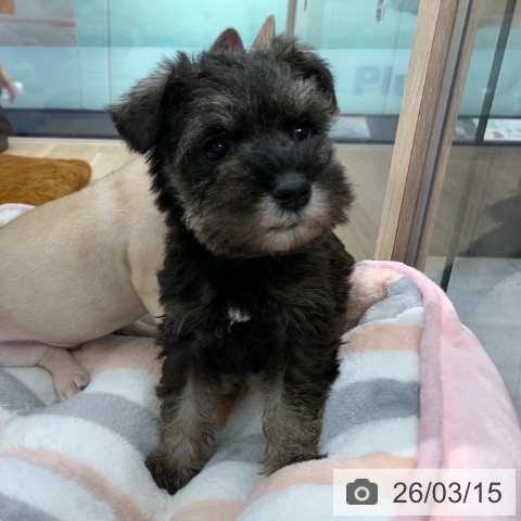 ミニチュア・シュナウザーの写真