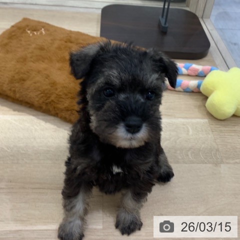 ミニチュア・シュナウザーの写真