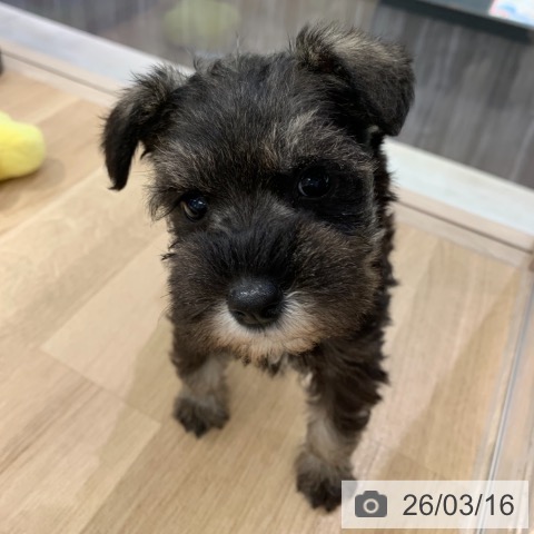 東京都のミニチュアシュナウザー (ペットプラス アクアシティお台場店/2026年1月11日生まれ/女の子/ソルトペッパー)の子犬の3枚目の画像