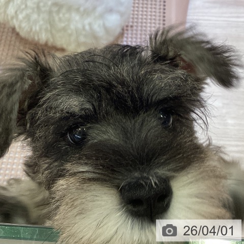 神奈川県のミニチュアシュナウザー (ペットプラス 新百合丘店/2026年1月11日生まれ/男の子/ソルトペッパー)の子犬の3枚目の画像