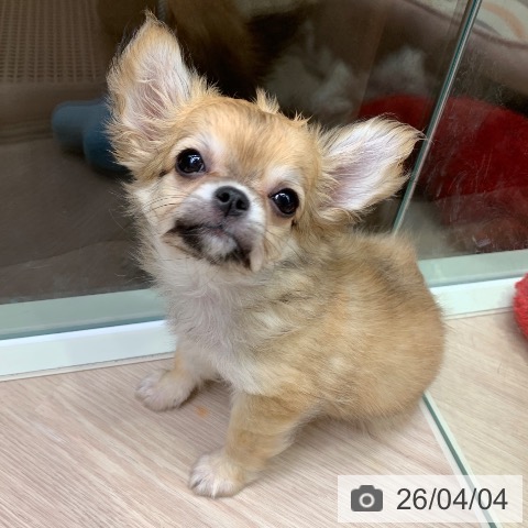 千葉県のチワワ(ロング) (ペットプラス 幕張新都心店/2026年1月10日生まれ/女の子/レッド)の子犬の3枚目の画像