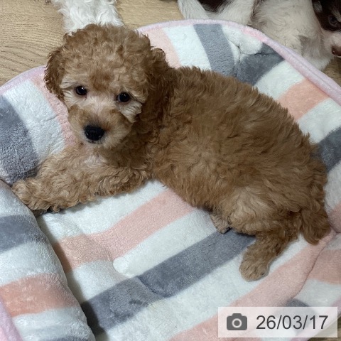 埼玉県のトイプードル(トイ) (ペットプラス イオンモール春日部店/2026年1月10日生まれ/女の子/アプリコット)の子犬の4枚目の画像
