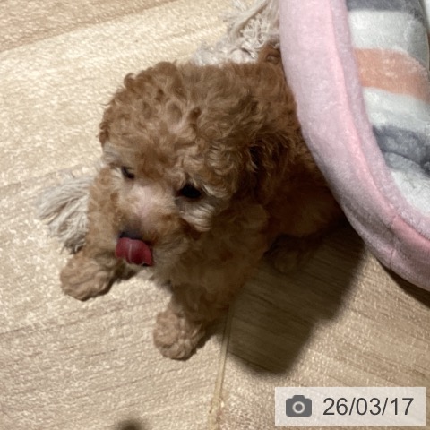 埼玉県のトイプードル(トイ) (ペットプラス イオンモール春日部店/2026年1月10日生まれ/女の子/アプリコット)の子犬の3枚目の画像
