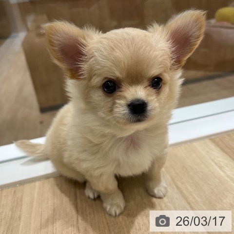 神奈川県のチワワ(ロング) (ペットプラス モザイクモール港北店/2026年1月10日生まれ/女の子/クリーム)の子犬の4枚目の画像