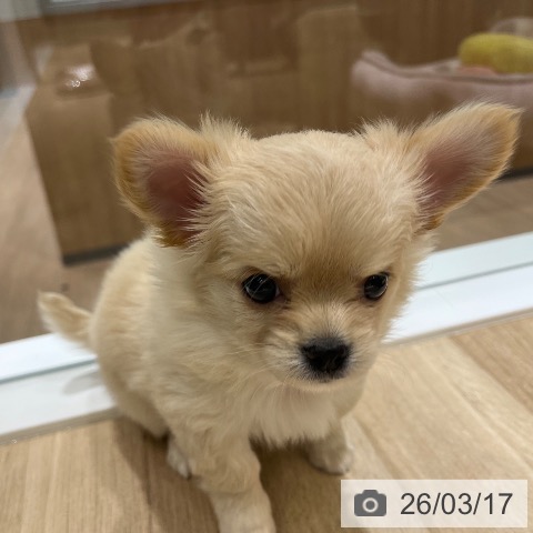 神奈川県のチワワ(ロング) (ペットプラス モザイクモール港北店/2026年1月10日生まれ/女の子/クリーム)の子犬の3枚目の画像