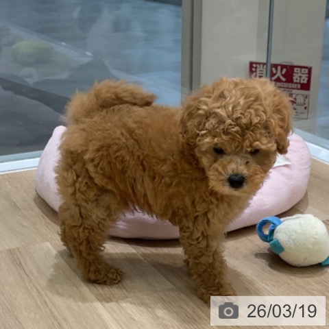 岩手県のトイプードル(トイ) (ペットプラス 盛岡南店/2026年1月13日生まれ/男の子/アプリコット)の子犬の3枚目の画像