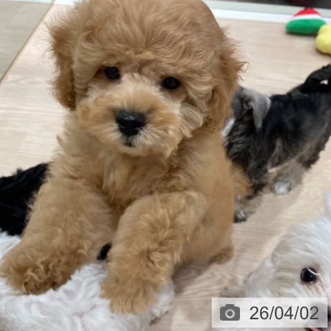 千葉県のトイプードル(トイ) (ペットプラス ユーカリが丘店/2026年1月13日生まれ/男の子/アプリコット)の子犬の3枚目の画像