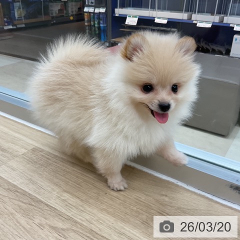 ポメラニアンの写真