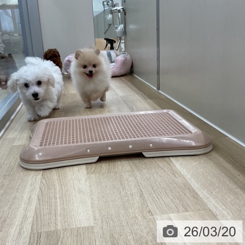 ポメラニアンの写真