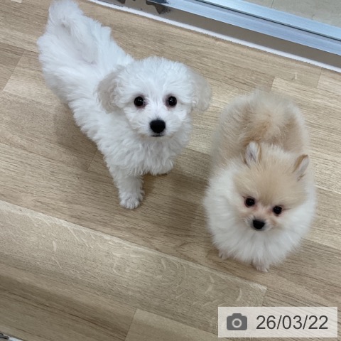 ポメラニアンの写真