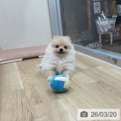 神奈川県のポメラニアン (ペットプラス アミーゴ藤沢店/2026年1月12日生まれ/女の子/クリーム)の子犬の4枚目の画像