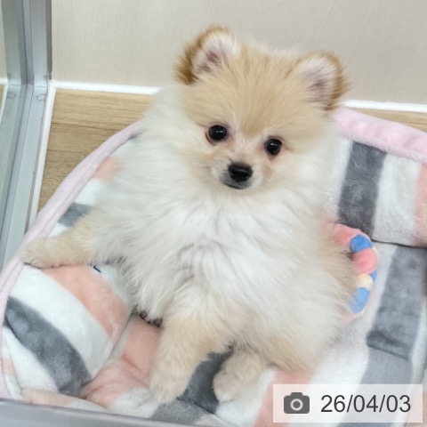 神奈川県のポメラニアン (ペットプラス アミーゴ藤沢店/2026年1月12日生まれ/女の子/クリーム)の子犬の4枚目の画像