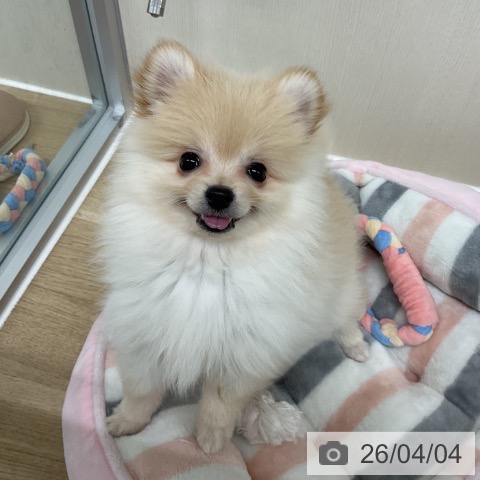 神奈川県のポメラニアン (ペットプラス アミーゴ藤沢店/2026年1月12日生まれ/女の子/クリーム)の子犬の4枚目の画像