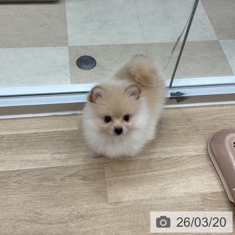 神奈川県のポメラニアン (ペットプラス アミーゴ藤沢店/2026年1月12日生まれ/女の子/クリーム)の子犬の3枚目の画像