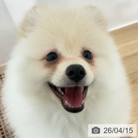 埼玉県のポメラニアン (ペットプラス 所沢店/2026年1月12日生まれ/男の子/クリーム)の子犬の4枚目の画像