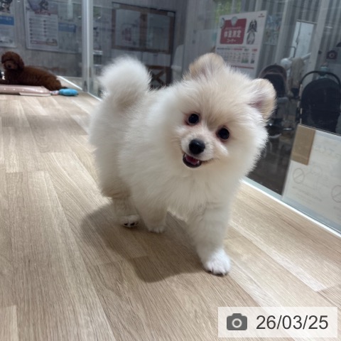 埼玉県のポメラニアン (ペットプラス 所沢店/2026年1月12日生まれ/男の子/クリーム)の子犬の3枚目の画像