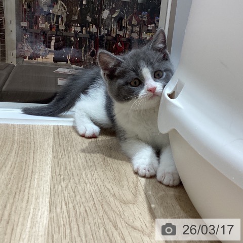 埼玉県のブリティッシュショートヘアー (ペットプラス ピオニウォーク東松山店/2026年1月11日生まれ/男の子/ブルーホワイト)の子猫の4枚目の画像