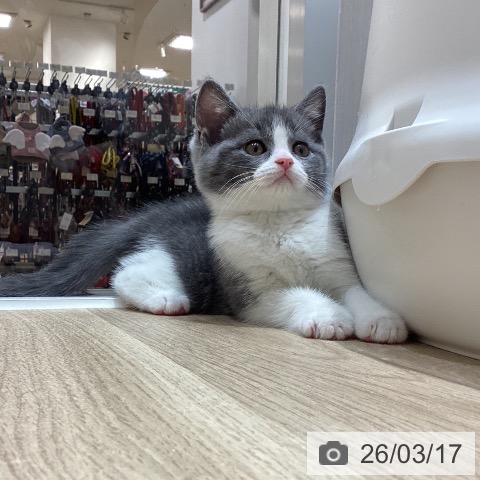 埼玉県のブリティッシュショートヘアー (ペットプラス ピオニウォーク東松山店/2026年1月11日生まれ/男の子/ブルーホワイト)の子猫の3枚目の画像