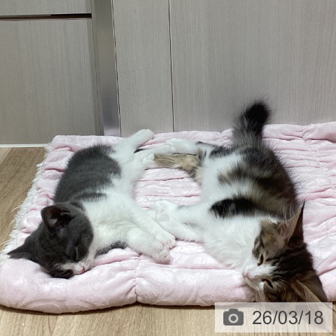 埼玉県のブリティッシュショートヘアー (ペットプラス ピオニウォーク東松山店/2026年1月11日生まれ/男の子/ブルーホワイト)の子猫の3枚目の画像