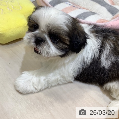 埼玉県のシーズー (ペットプラス クレアモール川越店/2026年1月14日生まれ/男の子/ゴールドホワイト)の子犬の4枚目の画像