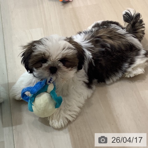 埼玉県のシーズー (ペットプラス イオンモール春日部店/2026年1月14日生まれ/男の子/ゴールドホワイト)の子犬の4枚目の画像