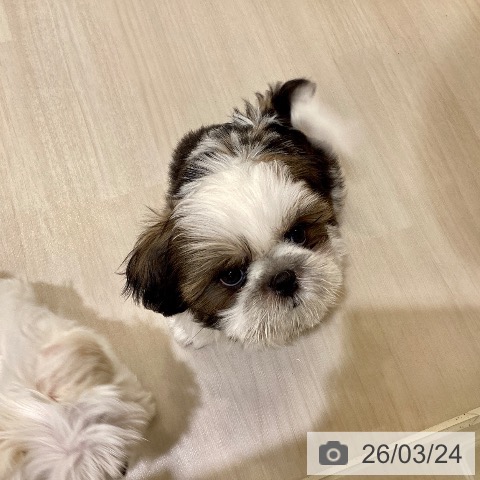 埼玉県のシーズー (ペットプラス クレアモール川越店/2026年1月14日生まれ/男の子/ゴールドホワイト)の子犬の3枚目の画像