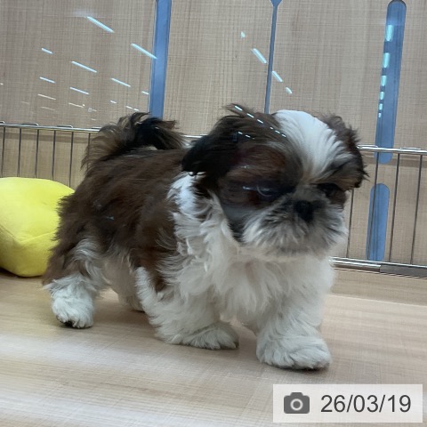 シー・ズーの写真