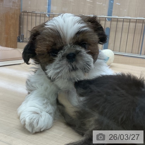 埼玉県のシーズー (ペッツワン 浦和美園店/2026年1月14日生まれ/男の子/ゴールドホワイト)の子犬の3枚目の画像