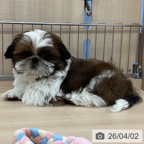 埼玉県のシーズー (ペッツワン 浦和美園店/2026年1月14日生まれ/男の子/ゴールドホワイト)の子犬の3枚目の画像