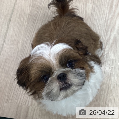 埼玉県のシーズー (ペットプラス 川口店/2026年1月14日生まれ/男の子/ゴールドホワイト)の子犬の4枚目の画像